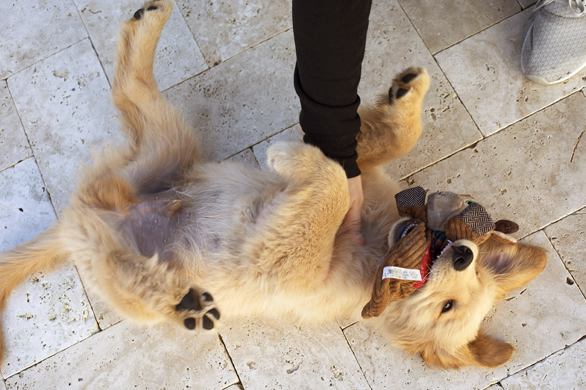 A golden retriever gets a belly rub from his pet sitter