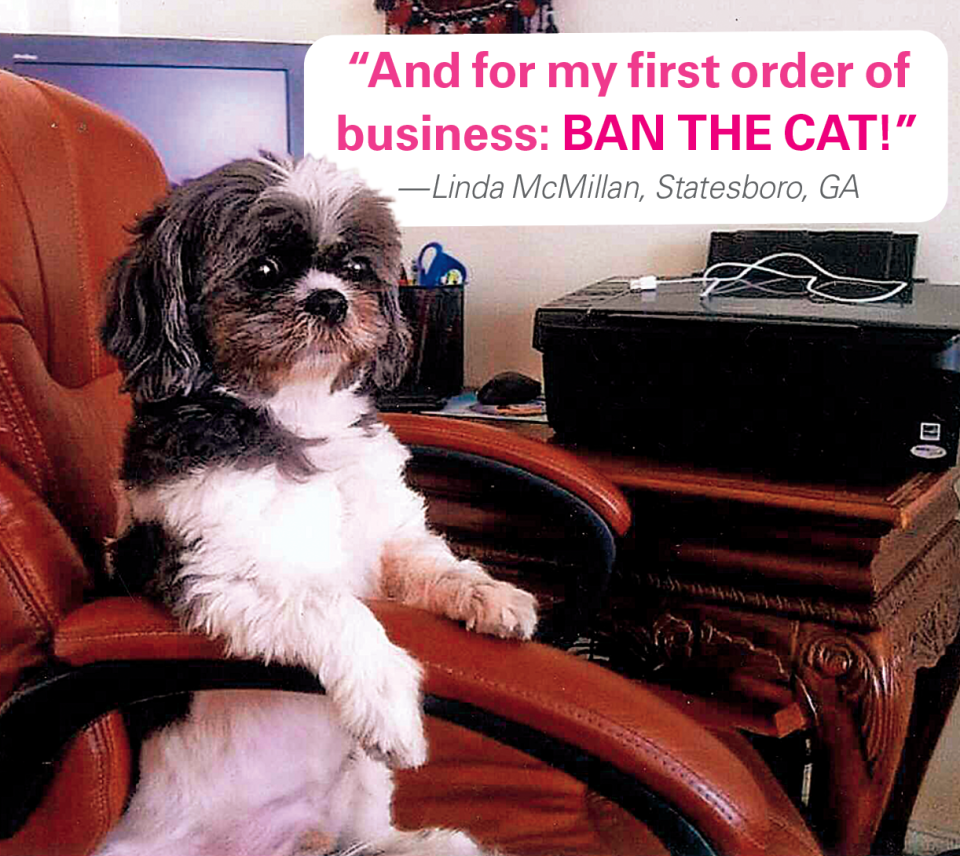 Caption contest winner: Dog in office chair with caption 