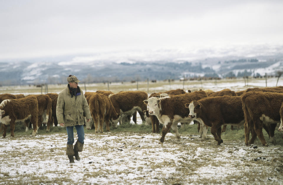 A rancher, unidentified, walks among a herd of cattle in a snowy pasture with mountains in the background