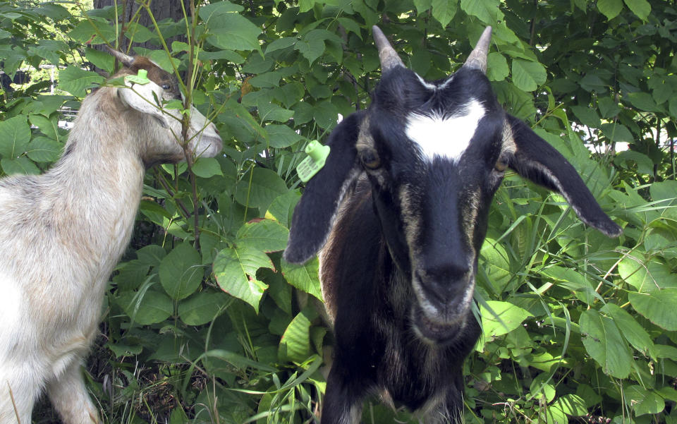 Goats graze on poison ivy along a recreational path in the capitol city of Montpelier, Vt., on Wednesday, Aug. 8, 2018. The city has tried to get rid of the poison ivy but has been unable to control it using organic treatments, so decided to employ goats. (AP Photo/Lisa Rathke)