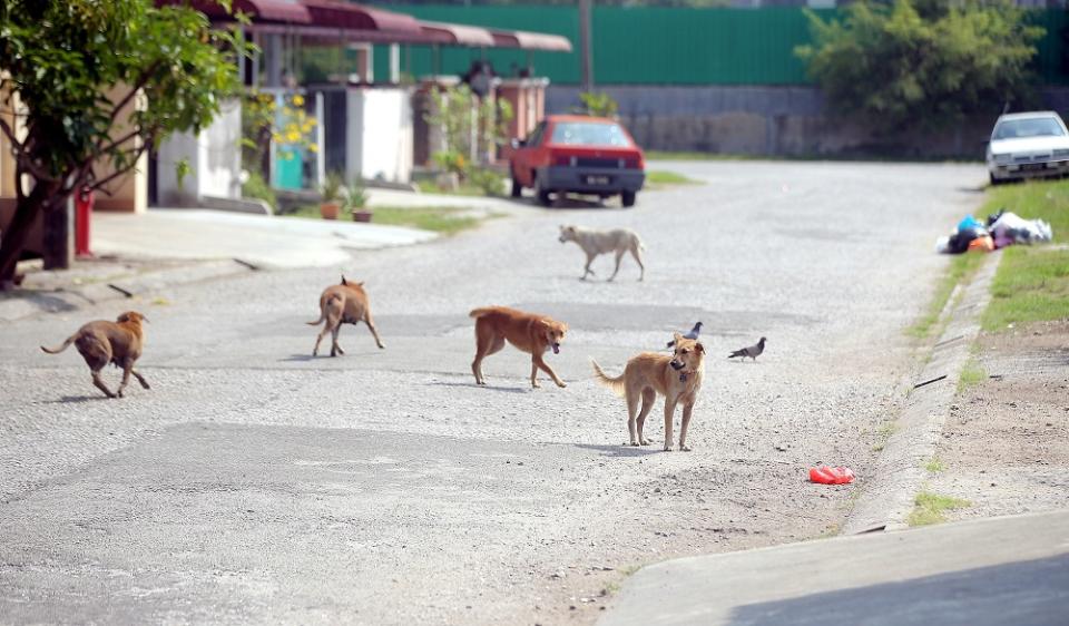 Council president Abdul Halim Saad stressed that there were no laws that permit enforcement officers to deliberately shoot strays except in an emergency situation. — Picture by Farhan Najib