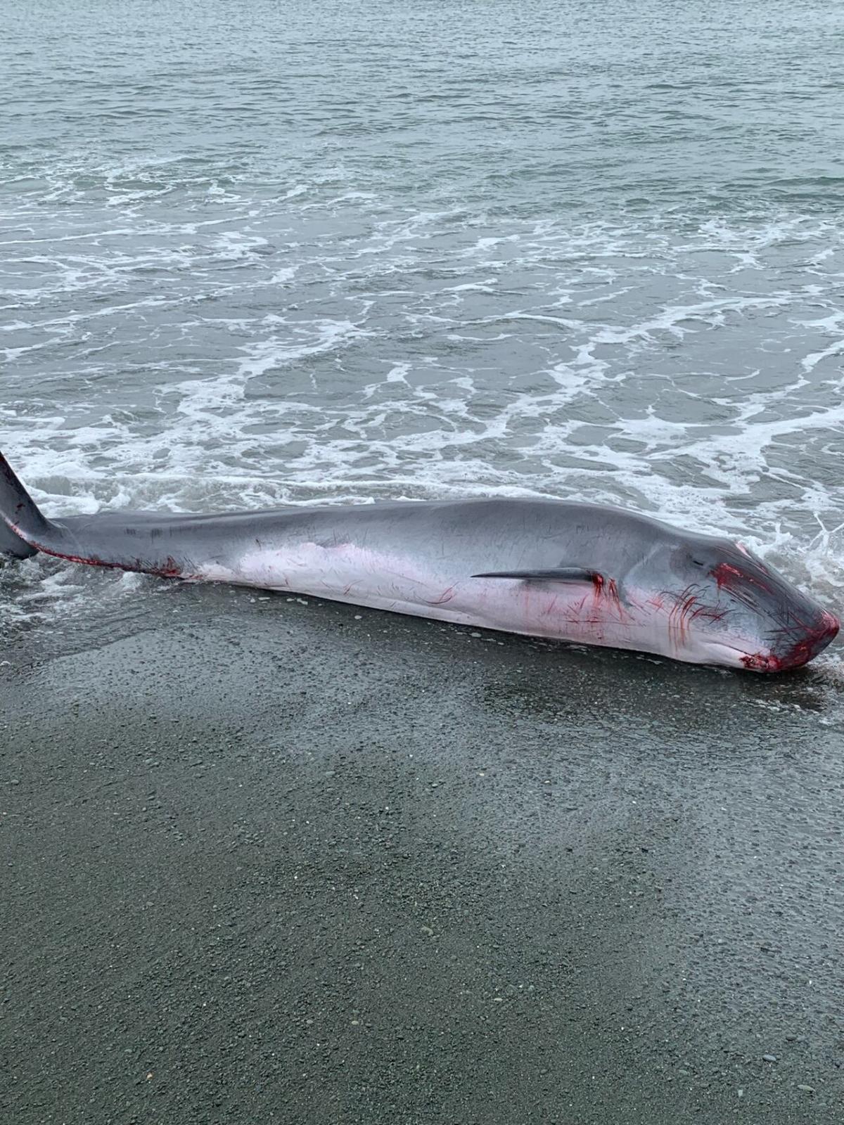 A rare pygmy sperm whale washes up on Newfoundland’s shore and leaves its inky mark