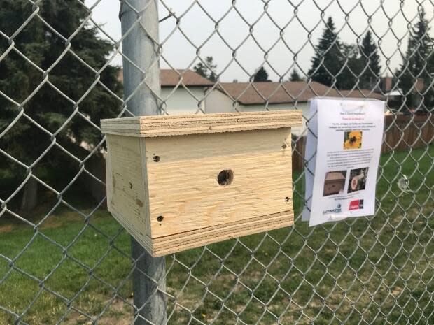 These bee boxes have been installed along 16th Avenue N.E. as part of a pilot project to boost biodiversity. (Scott Dippel/CBC - image credit)