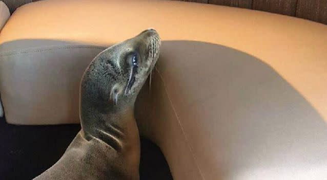 Starving sea lion found in San Diego, California, restaurant