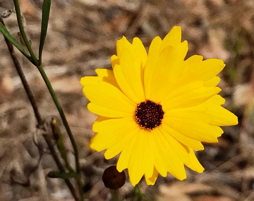 In bloom at Prairie Pines Preserve, Florida's state flower, Coreopsis leavenworthii, known as tickseed