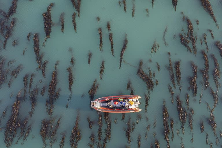 Los bosques de macroalgas vistos desde el cielo