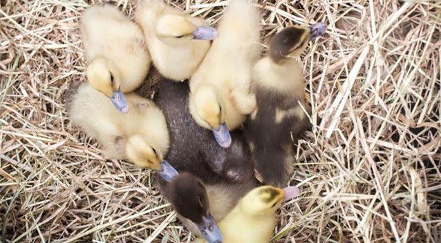 Ducklings from Fun-E-Farm. Photo: Facebook