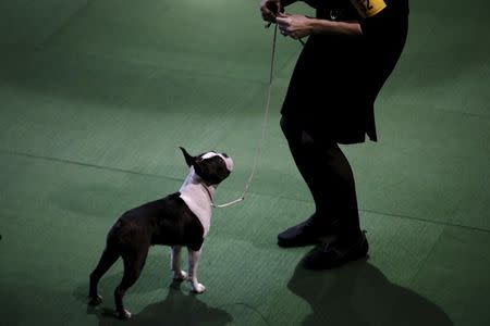 A handler stands in the ring with a Boston Terrier during judging. REUTERS/Mike Segar