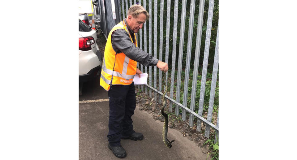 A photo of a Sydney Trains worker holding the snake by the tail. Source: Sydney Trains