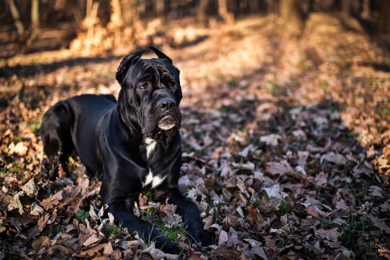 Portrait of black Cane Corso dog in the park.