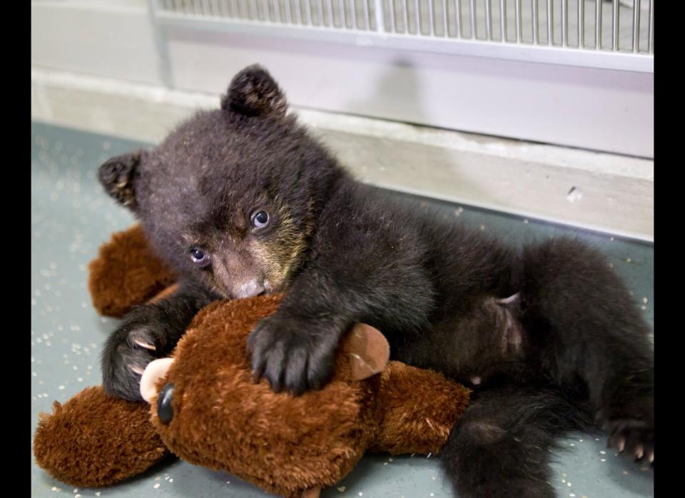 In this undated photo provided by the Oregon Zoo, a quarantined black bear cub plays with his stuffed otter toy at The Oregon Zoo in Portland. (AP Photo/Oregon Zoo, Carli Davidson)