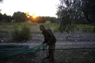 A worker spreads a collection net during the harvest of olives in Spata suburb, east of Athens, Greece, Monday, Oct. 30, 2023. Across the Mediterranean, warm winters, massive floods, and forest fires are hurting a tradition that has thrived for centuries. Olive oil production has been hammered by the effects of climate change, causing a surge in prices for southern Europe's healthy staple. (AP Photo/Thanassis Stavrakis)