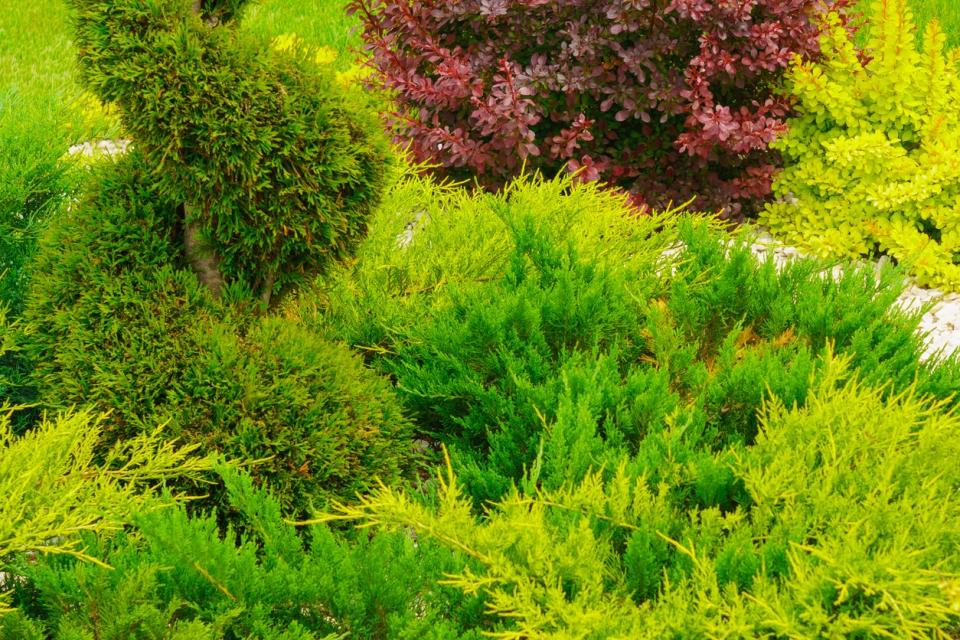 Verdant ground cover planted on sloped yard