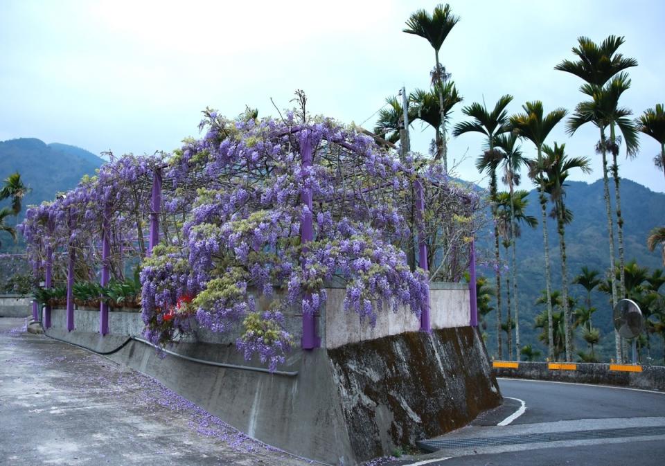 嘉義縣梅山鄉瑞里地區最具代表性的紫藤花於3月陸續綻放。   圖：取自嘉義縣文化觀光局粉絲專頁