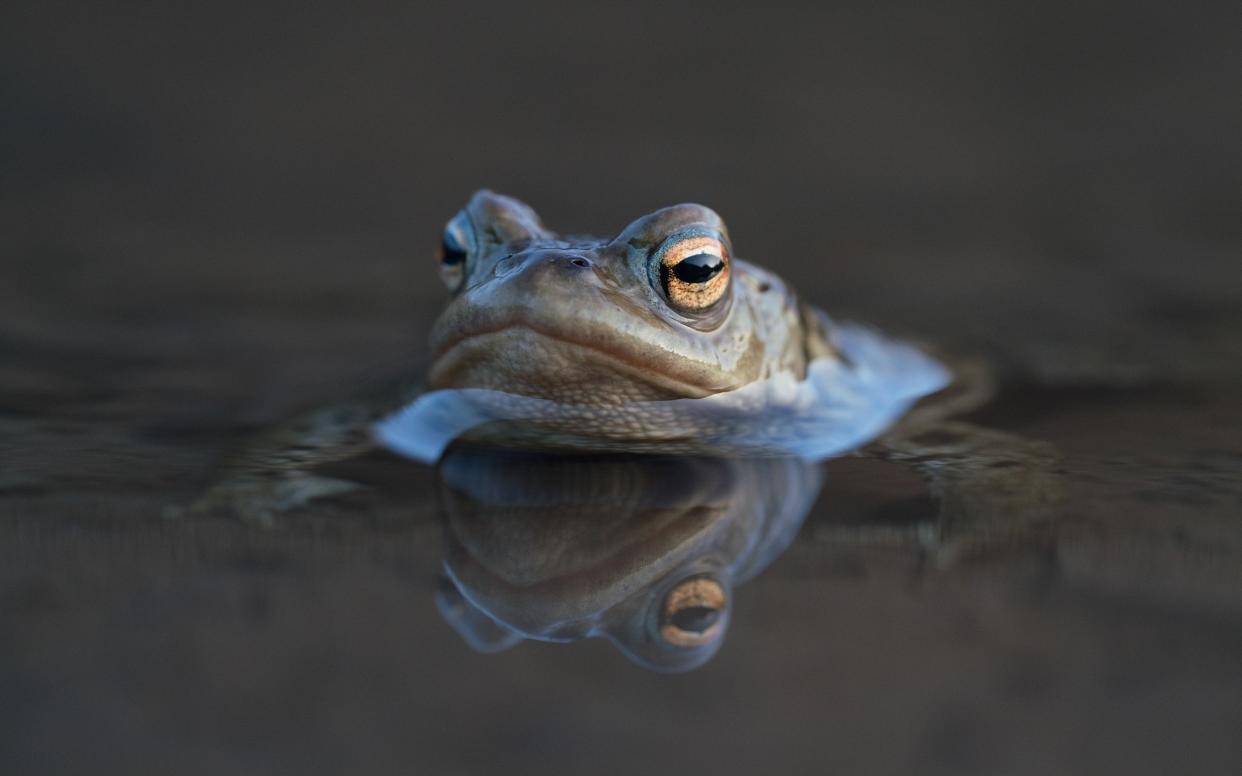 <p>The Dasgupta review recommends that nature is studied at all stages of education</p> (Getty/iStock)