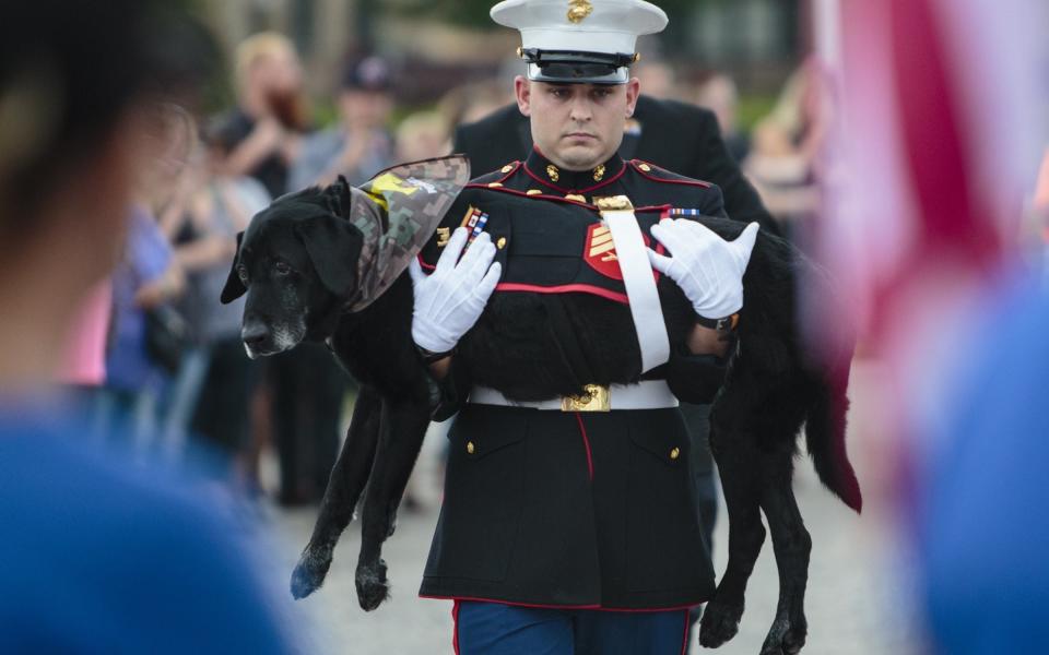 U.S. Marine veteran Lance Cpl. Jeff DeYoung carries Cena a 10-year-old black lab who was a military service dog - Credit: Joel Bissell /Muskegon Chronicle via AP