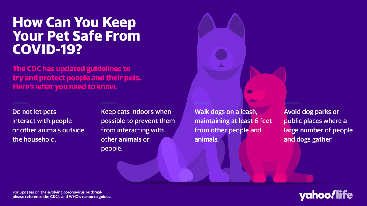 can dogs keep you safe