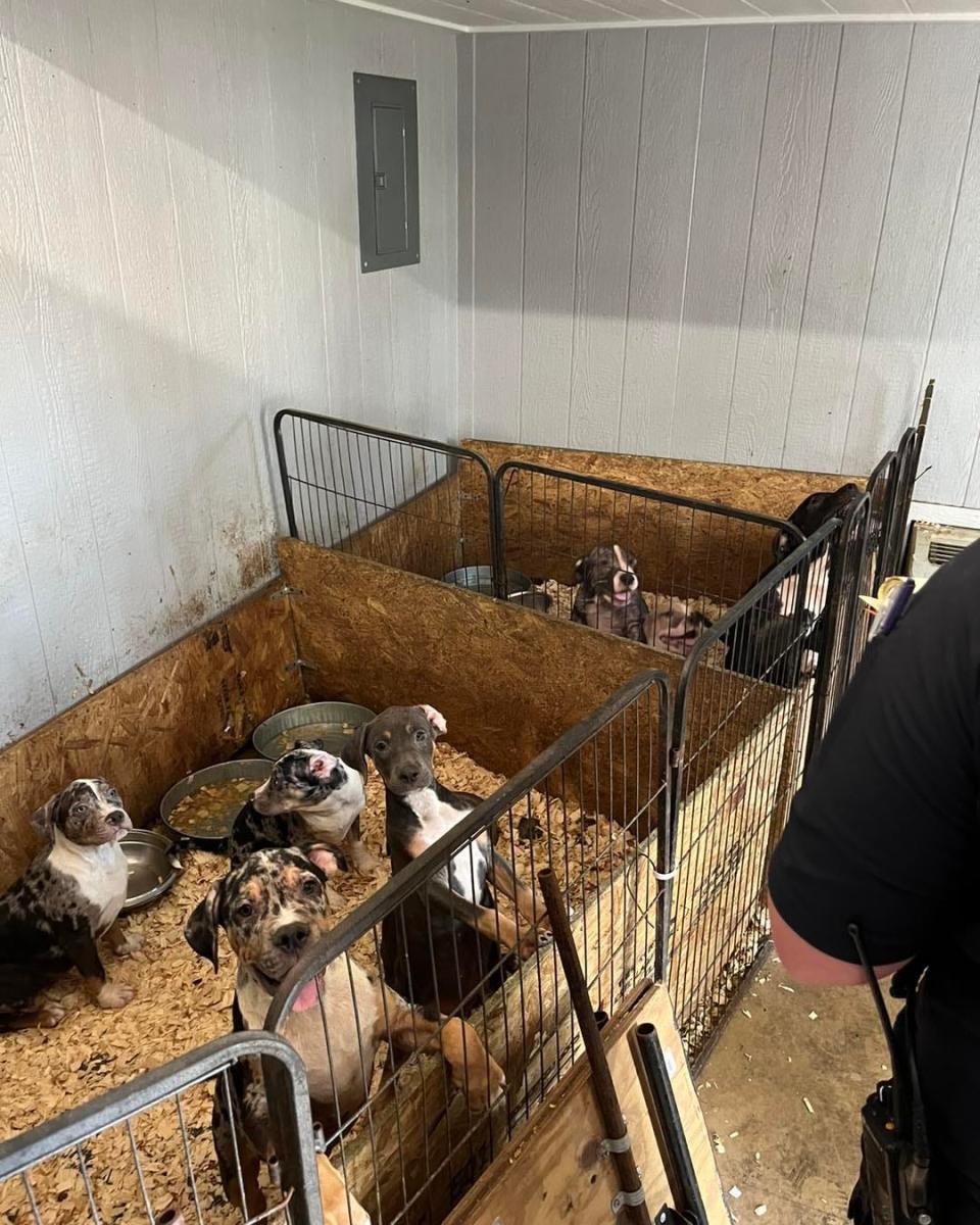 During an animal welfare officer and police raid at a Jacksonville property, some of the almost 60 dogs in residence look up at their rescuers. Two people were arrested.
