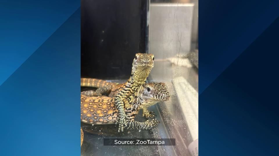 For the first time ever, ZooTampa at Lowry Park hatched endangered Komodo dragons.