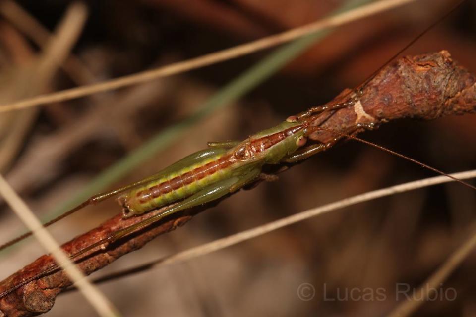 A Conocephalus tuyu, or the Tuyú meadow katydid, blends in with its surroundings.