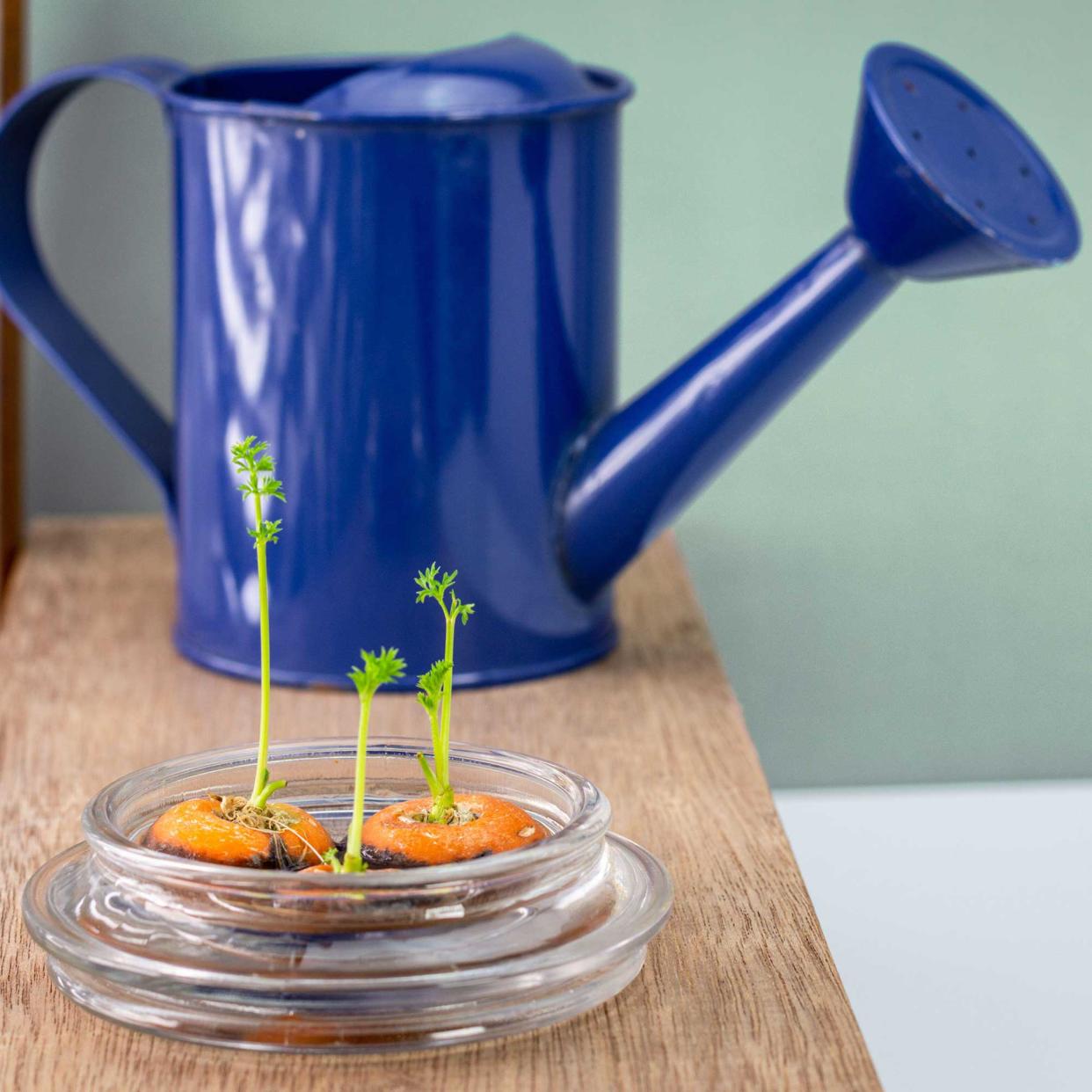  Carrot tops in water in a glass saucer. 