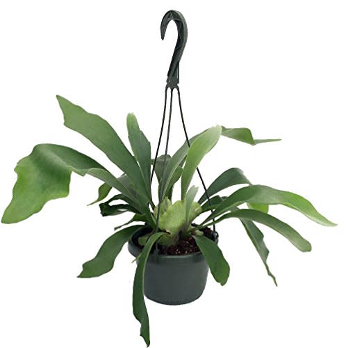 Staghorn Fern 6.5