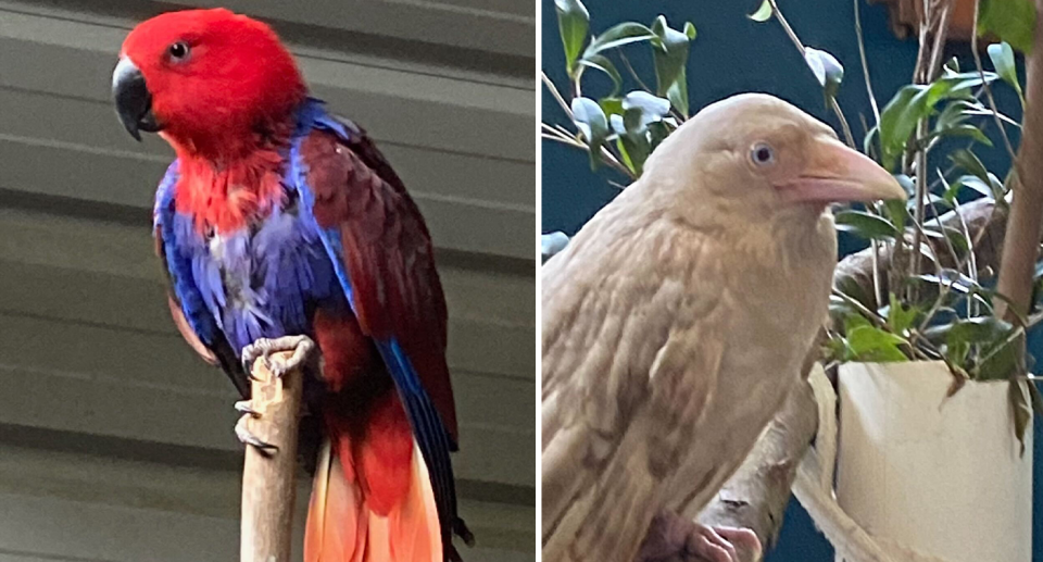 Bonnie the eclectus parrot (left) and Lucas the rare white raven  (right)