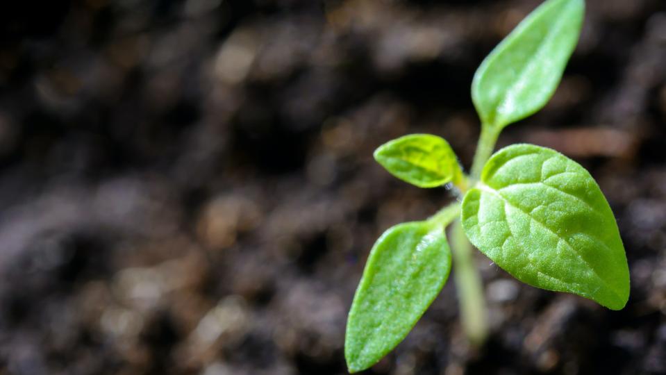 家中綠色植物生長的好，意味著家中風水非常好。（示意圖／pexels）