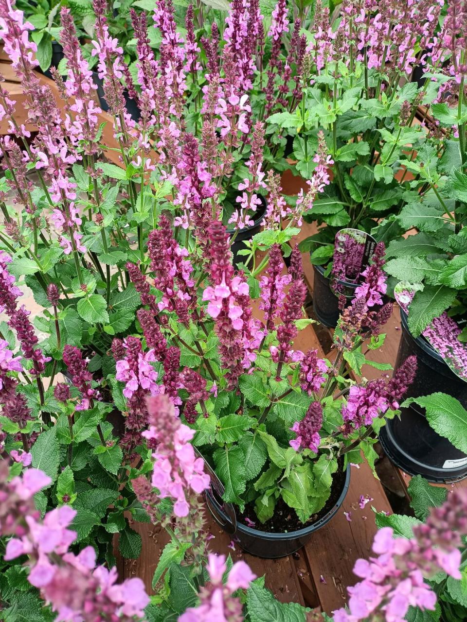 summer flowers salvia nemorosa flowers