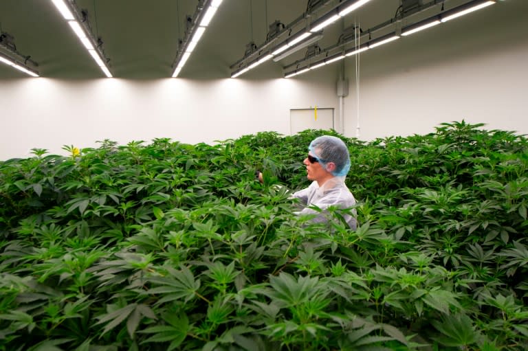 Les Pays-Bas étendent une expérimentation sur le cannabis (Nick Gammon)