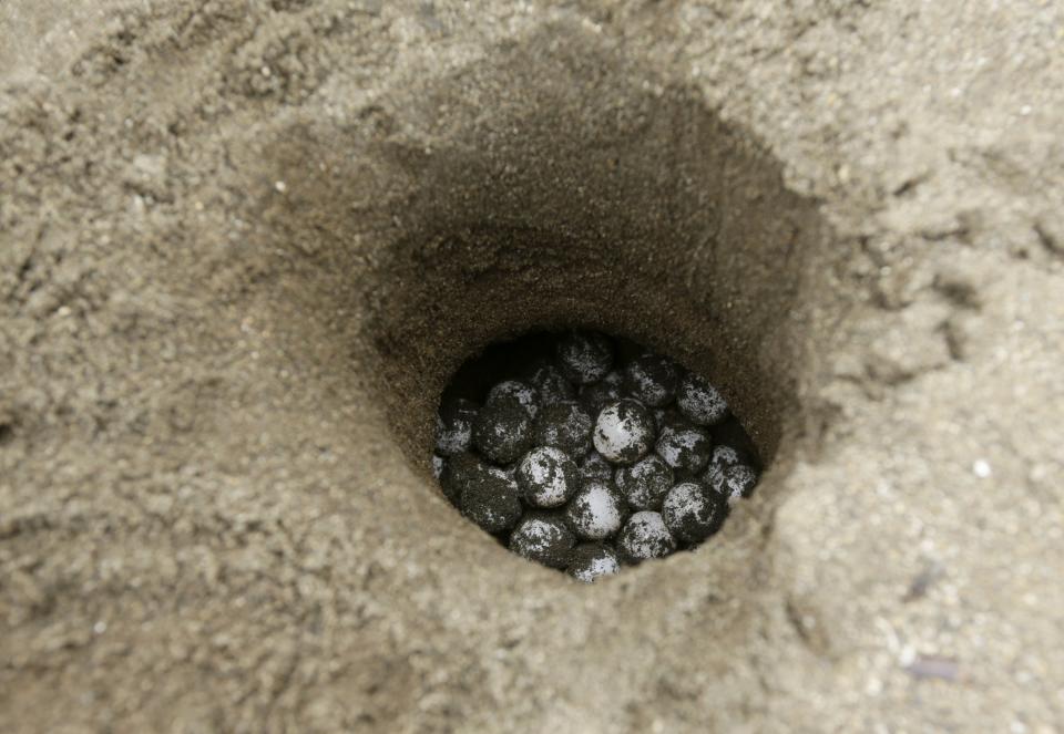 CORRECTS SPECIES OF TURTLES - This Sept. 21, 2019 photo shows a clutch of olive ridley sea turtle eggs dug up by volunteers as part of program aimed at conserving the sea turtle, in Jaque, Panama. Volunteers built a hatchery near a border police station, where the eggs are kept in baskets where they’ll hatch in two months’ time. Then the baby turtles will be released to the sea. (AP Photo/Arnulfo Franco)