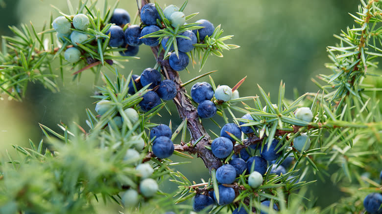 Juniper berries on tree