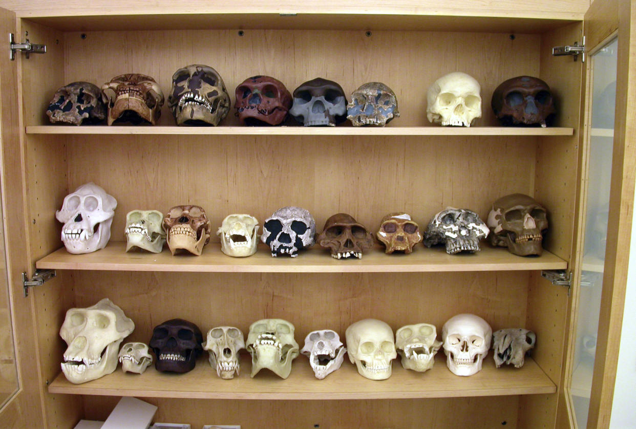 Cabinet of replica human fosil skulls. From a college dept of Anthropology.kickstand via Getty Images