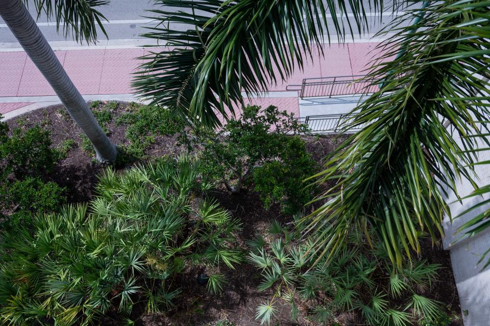 Vegetation near the Publix located on Blue Heron Boulevard on Friday, April 7, 2023, in Riviera Beach, Fla. Months after disappearing in 2022, the body of Riviera resident Jay Havrilla was found in vegetation just feet away from a walkway where passers-by entered the nearby grocery store.