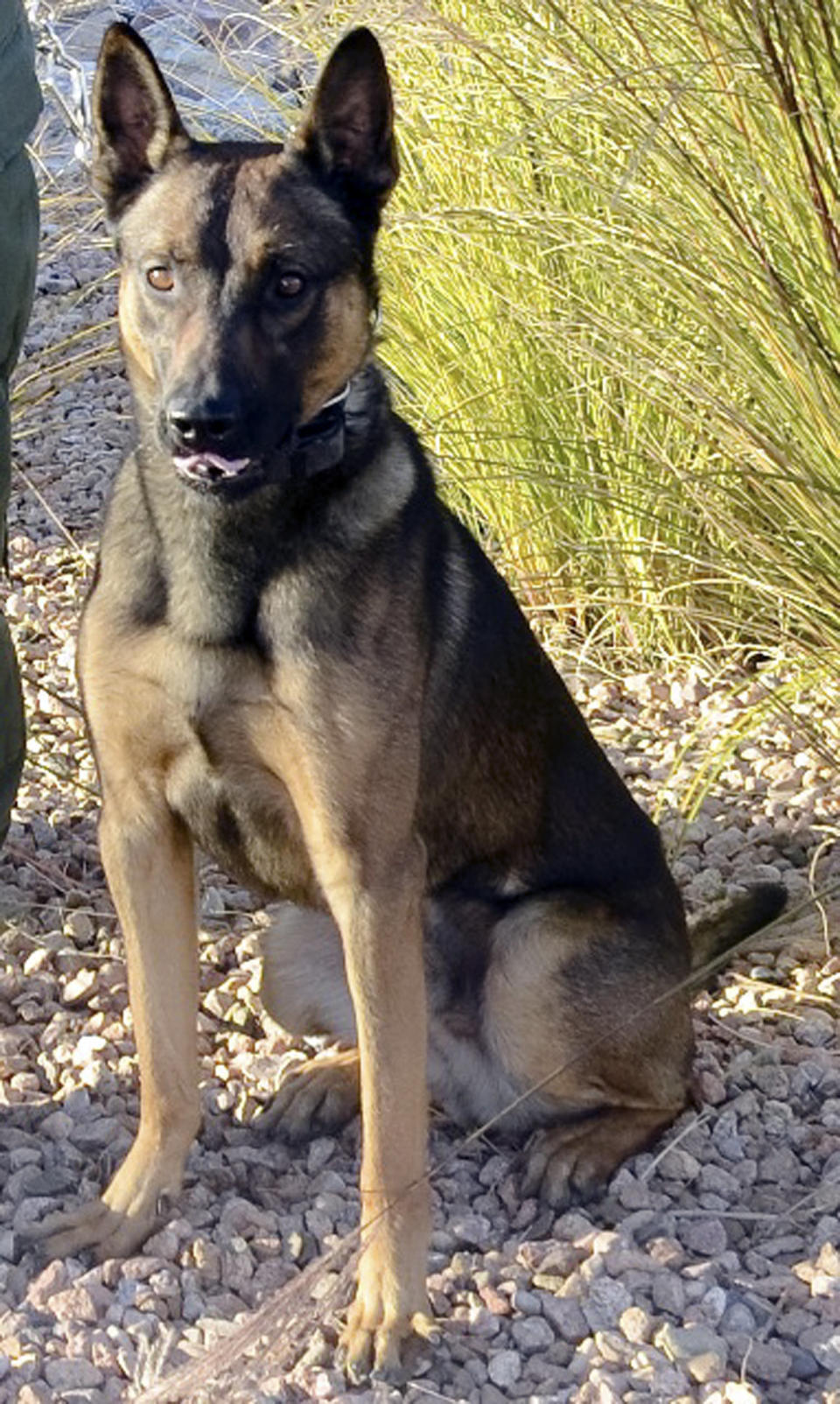 This image provided by the Albuquerque Police Department shows police K-9 dog, "Rico,"  who was shot Friday March 21, 2014 during a standoff with a suspected burglar. Albuquerque police say they've found the body of a dead person at a business where a police dog was shot and wounded during the operation as officers responded to a reported burglary Friday morning. The dog is undergoing surgery for multiple wounds. (AP Photo/Courtesy of the Albuquerque Police Department)