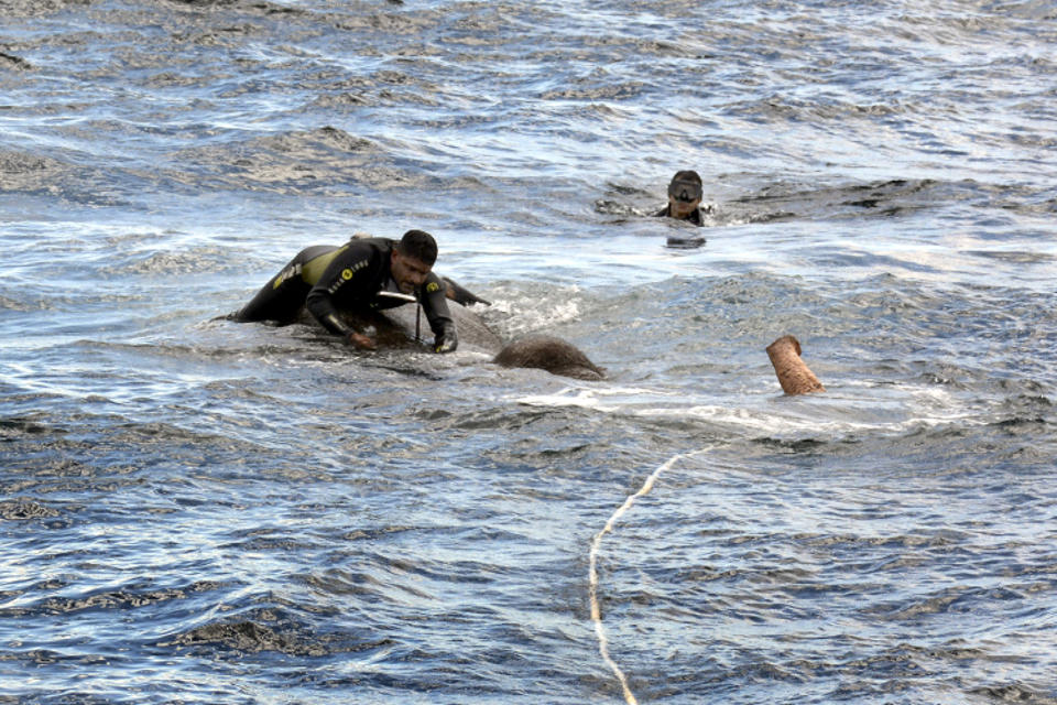 <p>A handout photo made available by Sri Lanka Navy media unit shows Sri Lanka Navy divers trying to tie a rope around an elephant who had strayed away into the open sea and trying to stay afloat off the East coast of the Island on July 12, 2017. (Photo: Sri Lanka Navy media unit/REX/Shutterstock) </p>