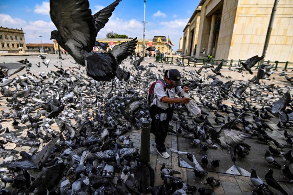 Tauben auf Futtersuche in Bogota, Kolumbien (Bild: via Getty Images).