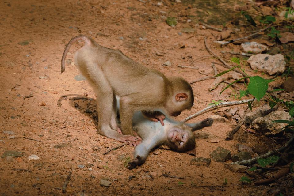 A monkey bends over another monkey on a forest floor