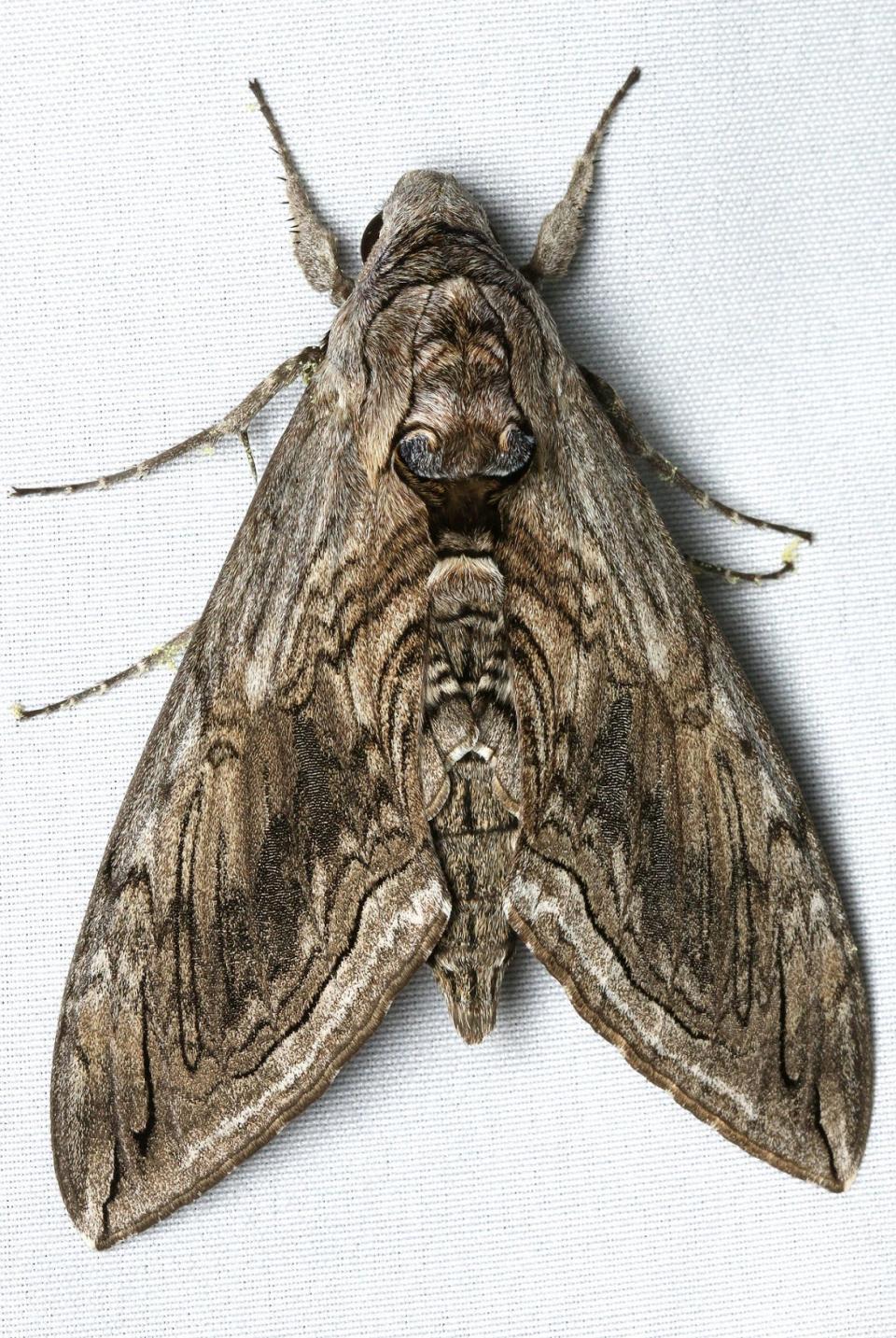 This is a Five Spotted Hawk Moth found in Pena Blanca Lake,  Santa Cruz County, Arizona.
