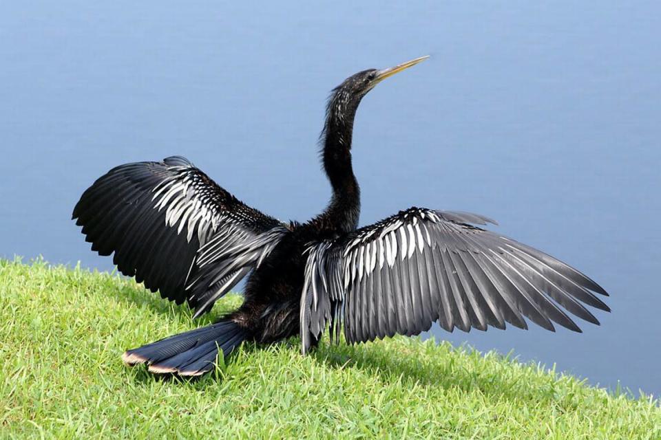 Murrells Inlet resident Sandi Blood took this photo of a anhinga drying its wings after a morning of rainstorms.