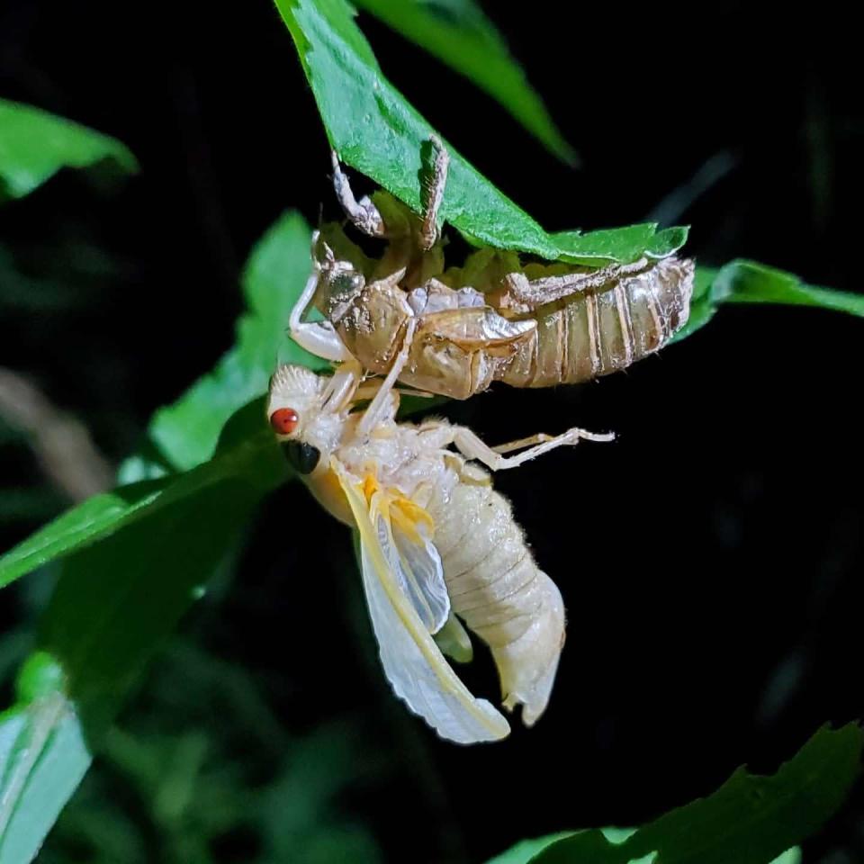 The historic 2024 cicada emergence has started in Mississippi and here's everything you need to know about them.