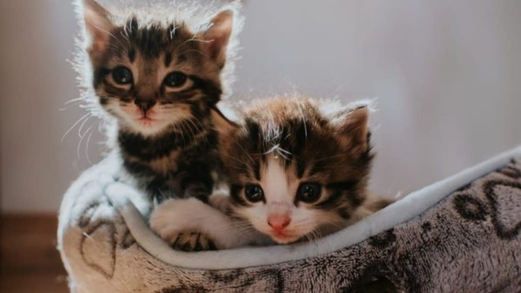 Two kittens in bed, retail store in California launched a "Kitten Season" campaign