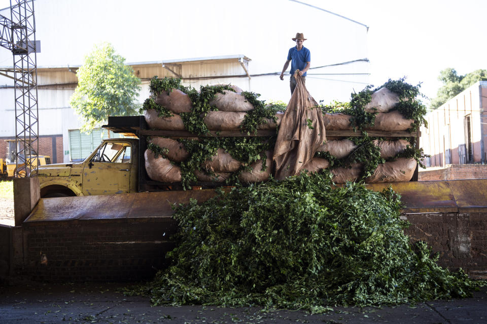 Un trabajador descarga yerba mate cosechada en la Cooperativa Andresito en Andresito, en la provincia argentina de Misiones, el jueves 18 de abril de 2024. Durante décadas, el gobierno argentino ha apoyado la industria con controles de precios y subsidios, pero para resolver la crisis financiera de Argentina, el presidente Javier Milei busca eliminar las regulaciones que afectan a distintos mercados, incluido el de la yerba mate. (AP Foto/Rodrigo Abd) (AP Photo/Rodrigo Abd)Abd) (AP Foto/Rodrigo Abd)