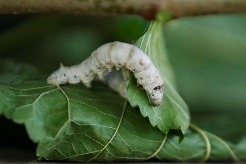 Cuba bets on silk development as a source of income