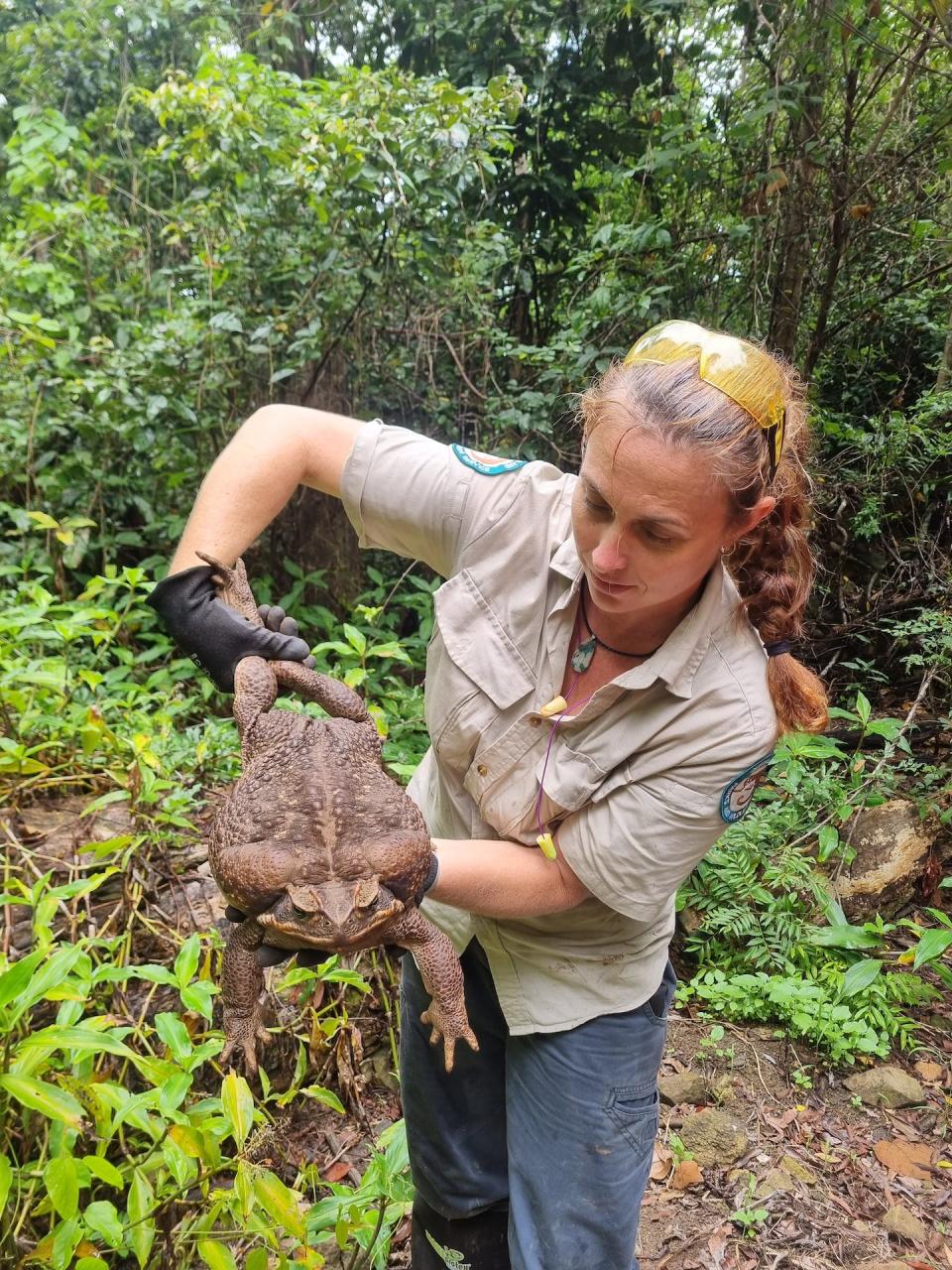 The giant cane toad was discovered by ranger Kylee Gray at Cape Conway National Park in Queensland and promptly euthanised. Queensland Department of Environment and Science, <a href="http://creativecommons.org/licenses/by/4.0/" rel="nofollow noopener" target="_blank" data-ylk="slk:CC BY;elm:context_link;itc:0;sec:content-canvas" class="link ">CC BY</a>