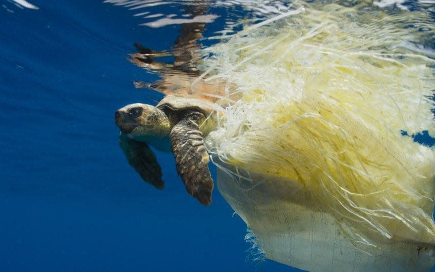 Loggerhead turtle trapped  - BBC, Blue Planet II