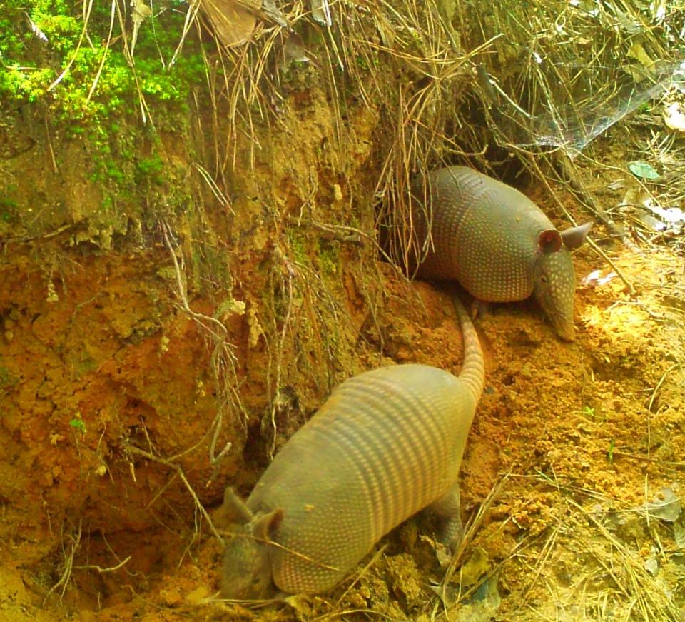 A pair of nine-banded armadillos leave their home burrow, which they dug into the side of an embankment. [Photo courtesy Whit Gibbons]