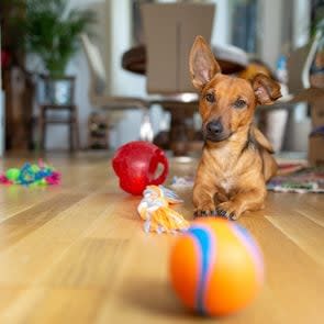 Little dog at home in the living room playing with his toys