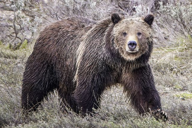 <p>Getty</p> Stock image of a bear