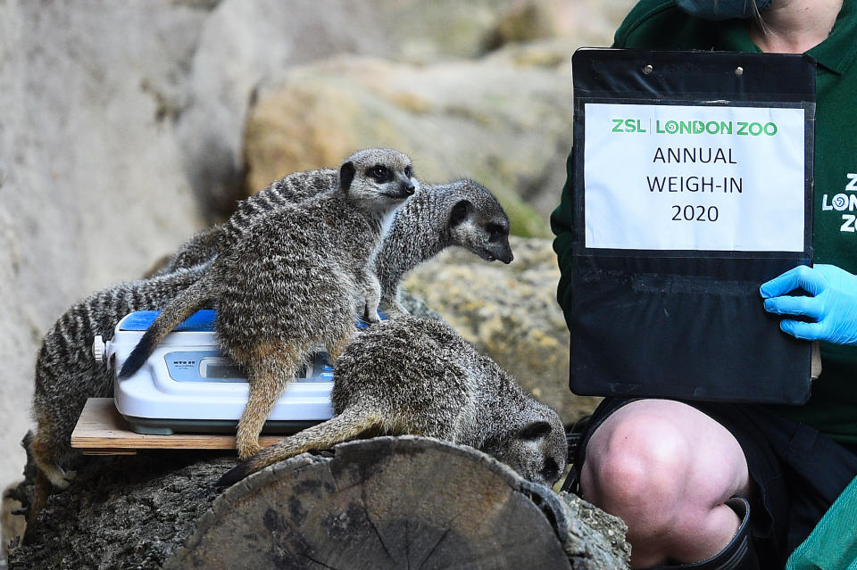 ZSL London Zoo annual weigh-in